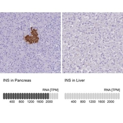 Insulin Antibody, Novus Biologicals:Antibodies:Primary Antibodies